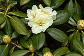 Rhododendron yakushimanum 'Lucinda'