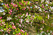 Malus x moerlandsii 'Red Sentinel'