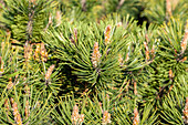 Pinus mugo 'Humpy'