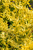 Chamaecyparis pisifera 'Gold Spangle'