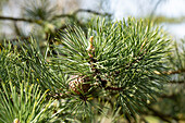 Pinus rigida