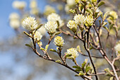 Fothergilla gardenii