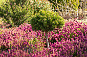 Pinus uncinata 'Heideperle', Stamm