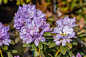 Rhododendron impeditum 'Blue Mauritius'
