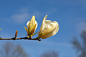 Magnolia x soulangiana, gelb