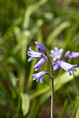 Hyacinthoides hispanica, blau