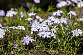 Phlox subulata 'Emerald Cushion Blue'