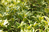 Osmanthus heterophyllus 'Tricolor'