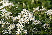 Choisya ternata 'White Dazzler'