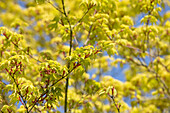 Acer palmatum 'Osakazuki'