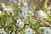 Exochorda x macrantha 'The Bride'