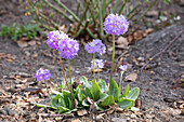 Primula denticulata, purple