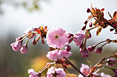 Prunus serrulata 'Kiku-shidare-zakura'