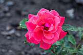 Rosa 'Bambula'