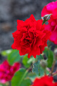 Rosa 'Santa Maria'