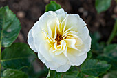 Rosa 'Gelbe Holstein'