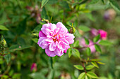 Rosa chinensis 'Roulettii'