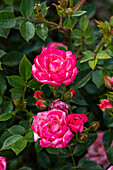 Small shrub rose, pink