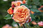 Shrub rose, orange