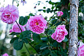 Rosa 'Christine Wright'