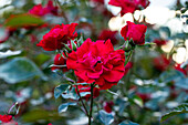 Rosa 'Park Director Riggers'