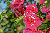 Rosa 'Rudolfina'