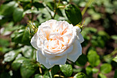English rose, light pink