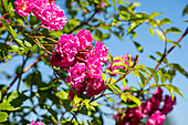 Climbing rose, pink