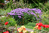 Summer asters in the rose garden