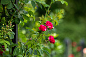 Climbing rose, carmine red