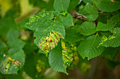 Leaf galls