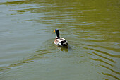 Ente im Teich