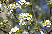 Prunus cerasus