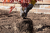 Planting maple