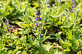 Salvia nemorosa 'Marcus'®