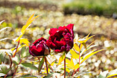 Paeonia x suffruticosa 'Hana-daijin'