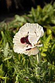 Papaver orientale 'Royal Wedding'