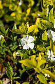 Vinca minor 'Gertrude Jekyll'