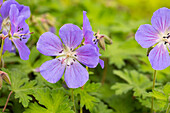 Geranium himalayense 'Baby Blue'