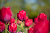 Tulipa 'Braveheart'