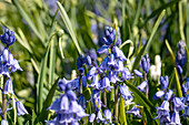 Hyacinthoides hispanica, blau