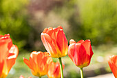 Tulipa, orange