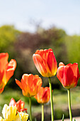 Tulipa, orange