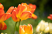 Tulipa, orange