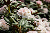Rhododendron yakushimanum, white
