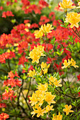 Rhododendron molle 'Yellow Prince'