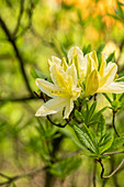 Rhododendron luteum, gelb