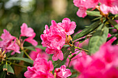 Rhododendron 'Rijneveld'