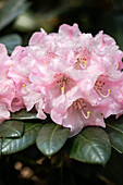 Rhododendron yakushimanum 'White Cloud'