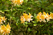 Rhododendron 'Lapwing'
